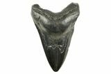 Fossil Megalodon Tooth - South Carolina #367933-1